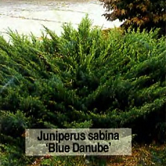 Можжевельник казацкий "Блю Дануб" (Blue Danube) ИХ