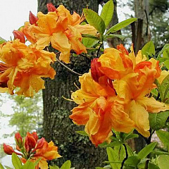Рододендрон листопадный "Санте Нектарин" (Sunte Nectarine)