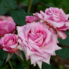 Роза шраб "Флоражет" (Florajet)