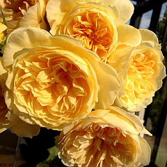 Роза японская "Рикухотару" (Rikuhotaru)