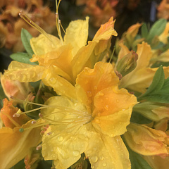 Рододендрон листопадный "Желтый"