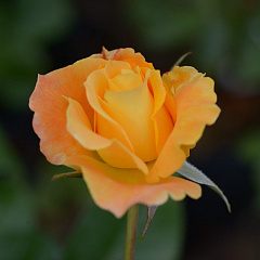 Роза флорибунда "Солей дю Монд" (Soleil du Monde)