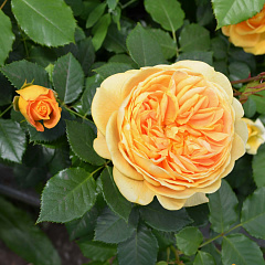 Роза шраб "Голден Зест" (Golden Zest)
